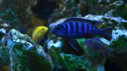 aquarium-von-lordi-becken-32393_mpanga Bock Nr.2 mit Jungfisch