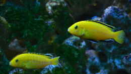 aquarium-von-lordi-becken-32393_yellow Bock mit w