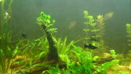 aquarium-von-kleines-becken-stubenbecken_eine große wurzel mit teichlebermoos und aufgebundenen anub