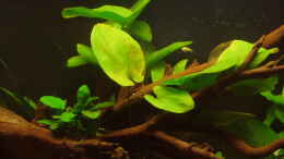 aquarium-von-ronny-derndorfer-becken-3240_Echinodorus Dschungelstar (Roter Leopard Mutterpflanze)