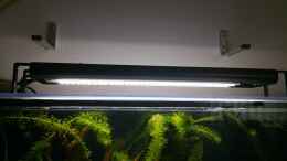aquarium-von-andy1904-gesellschaftsbecken-andy1904_ECO LED Leisten von LED Aquaristik