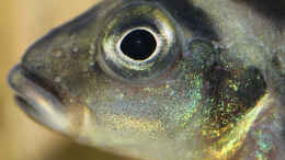 aquarium-von-redfin-amerika-apistogramma-becken_Nanochromis transvestitus Männchen