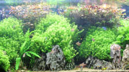 aquarium-von-redfin-amerika-apistogramma-becken_Amerika Becken 432 Liter