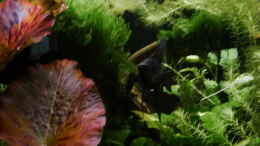 aquarium-von-foxi-inspiration-of-community_20.04.16 Pterophyllum scalar