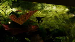 aquarium-von-foxi-inspiration-of-community_20.04.16 Blacky mit dem Kakadu Boss unterm Horndach