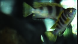aquarium-von-malawimartin-geroellzone-malawi-see_Labidochromis spec. Perlmutt