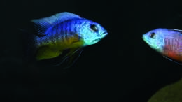 Aquarium einrichten mit Protomelas spilonotus Tanzania / Protomelas taeniolatus