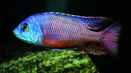 Aquarium einrichten mit Protomelas taeniolatus Namalenje