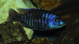 aquarium-von-malawimartin-geroellzone-malawi-see_Stigmatochromis spec. modestus eastern