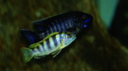 Foto mit Labidochromis spec. Perlmutt / Aulonocara spec. Lwanda yellow