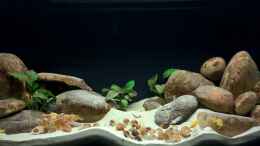 aquarium-von-axolotl-tanganjikatuempel-nur-noch-als-beispiel_??bersicht