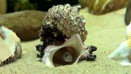 aquarium-von-axolotl-tanganjikatuempel-nur-noch-als-beispiel_My Home