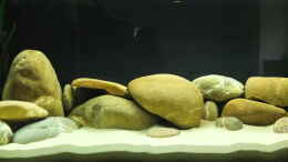 aquarium-von-axolotl-tanganjikatuempel-nur-noch-als-beispiel_große Findlinge