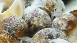 aquarium-von-axolotl-tanganjikatuempel-nur-noch-als-beispiel_Multinachwuchs