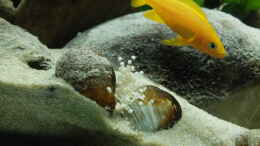 aquarium-von-axolotl-tanganjikatuempel-nur-noch-als-beispiel_Leleupi-Eiablage  -  Leider ohne Erfolg