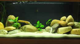 aquarium-von-axolotl-tanganjikatuempel-nur-noch-als-beispiel_Am Anfang