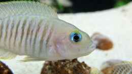 aquarium-von-axolotl-tanganjikatuempel-nur-noch-als-beispiel_Deine blauen Augen...