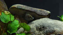 aquarium-von-axolotl-tanganjikatuempel-nur-noch-als-beispiel_Man sieht den Bewuchs auf den Steinen
