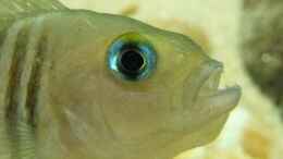 aquarium-von-axolotl-tanganjikatuempel-nur-noch-als-beispiel_