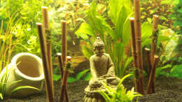 aquarium-von-didi-don-500l-fischeparadies_Bambus mit einem Buddha