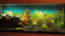 aquarium-von-didi-don-500l-fischeparadies_Gesamtansicht des Beckens ohne Fische