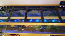 aquarium-von-guenter-karin-becken-32431_3D Rückwandfilterung und DayTime Cluster Control Beleuchtun