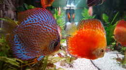 aquarium-von-guenter-karin-becken-32431_Snake Skin blue und Solid Fire Red