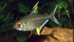 Aquarium einrichten mit Hyphessobrycon pulchripinnis, dominantes Männchen