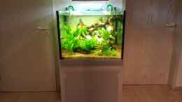 aquarium-von-daniel-n-wuerfel-300-liter_
