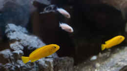 aquarium-von-77markus-malawi----ostafrika_P. saulosi Weibchen