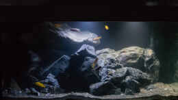 aquarium-von-77markus-malawi----ostafrika_??bersicht