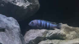 aquarium-von-77markus-malawi----ostafrika_P. saulosi Männchen 1
