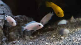 aquarium-von-77markus-malawi----ostafrika_P. Callainos PEARL WHITE