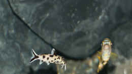 aquarium-von-77markus-malawi----ostafrika_Synodontis polli