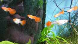 Aquarium einrichten mit Albino Koi Guppy