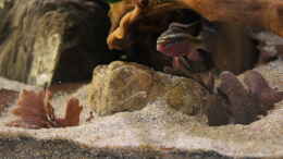 Foto mit pelvicachromis sacrimontis male