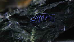 aquarium-von-mbuna-memo-mbuna-reef_Pseudotropheus demansoni 