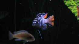 aquarium-von-mbuna-memo-mbuna-reef_Pseudotropheus elenagatus mpanga