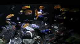 aquarium-von-mbuna-memo-mbuna-reef_