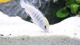aquarium-von-mbuna-memo-mbuna-reef_ Labidochromis caeruleus white Nkhata Bay