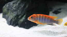 Foto mit Labidochromis hongi red top