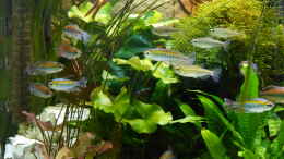 aquarium-von-thomas-mueller-juwel-vision-450-gesellschaftsbecken_weil die einfach so schön sind die Kongos !!!!