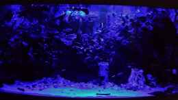aquarium-von-thomas-mueller-juwel-vision-450-gesellschaftsbecken_Mondlicht von 22 - 24 Uhr