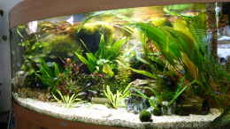 aquarium-von-thomas-mueller-juwel-vision-450-gesellschaftsbecken_nach der kleinen Korrektur in der Mitte wirkt das Aquarium g