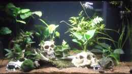 aquarium-von-aquaristricks-60cm-sued-kamerun-baustelle_60cm Kongo (Anubias barteri var. Sammlung)