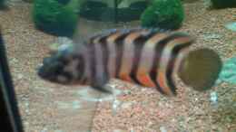 aquarium-von-aquaristricks-60cm-sued-kamerun-baustelle_Microctenopoma ansorgii Männchen
