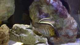 aquarium-von-marcel-ille-becken-32516_Lethrinops makokola 