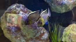 aquarium-von-marcel-ille-becken-32516_Lethrinops makokola 