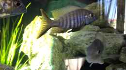 Aquarium einrichten mit Aulonocara brevinidus 