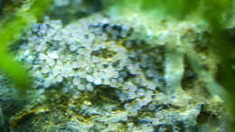 Aquarium einrichten mit Gelege Mikrogeophagus ramirezi gold